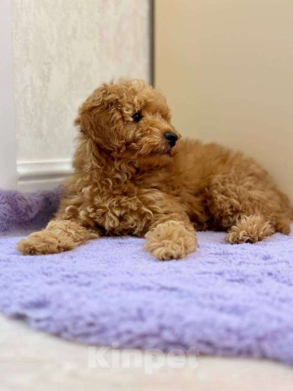 Собаки в Краснодаре: Вязка. Ищем невесту. Мальчик, 1 руб. - фото 4