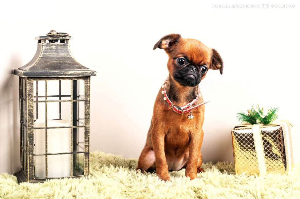 Собаки в Москве: Янтарная красавица  Девочка, 77 000 руб. - фото 2