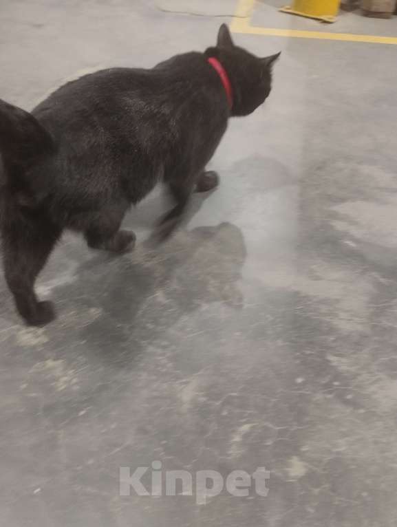 Кошки в Подольске: Кота в добрые руки Мальчик, Бесплатно - фото 5