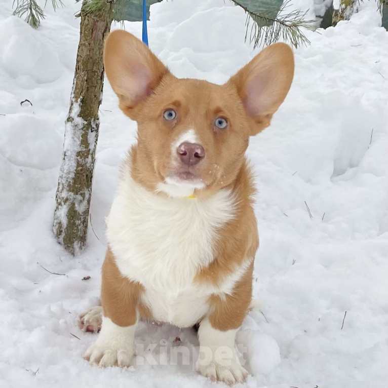 Собаки в Москве: Щенки вельш-корги кардиган Мальчик, Бесплатно - фото 1