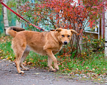 Собаки в Санкт-Петербурге: Мягкая и послушная молодая собака ищет дом Девочка, Бесплатно - фото 7