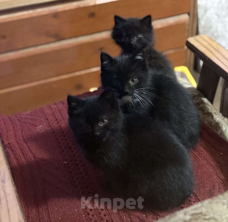 Кошки в других городах Московской области: Трехмесячные котята в добрые руки Мальчик, Бесплатно - фото 2