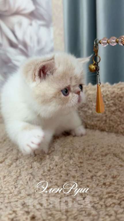 Кошки в Москве: котенок экзот Мальчик, 60 000 руб. - фото 2