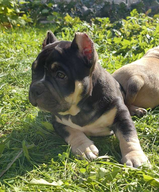 Собаки в Александрове: Ласковая девочка американский булли Девочка, 110 000 руб. - фото 5