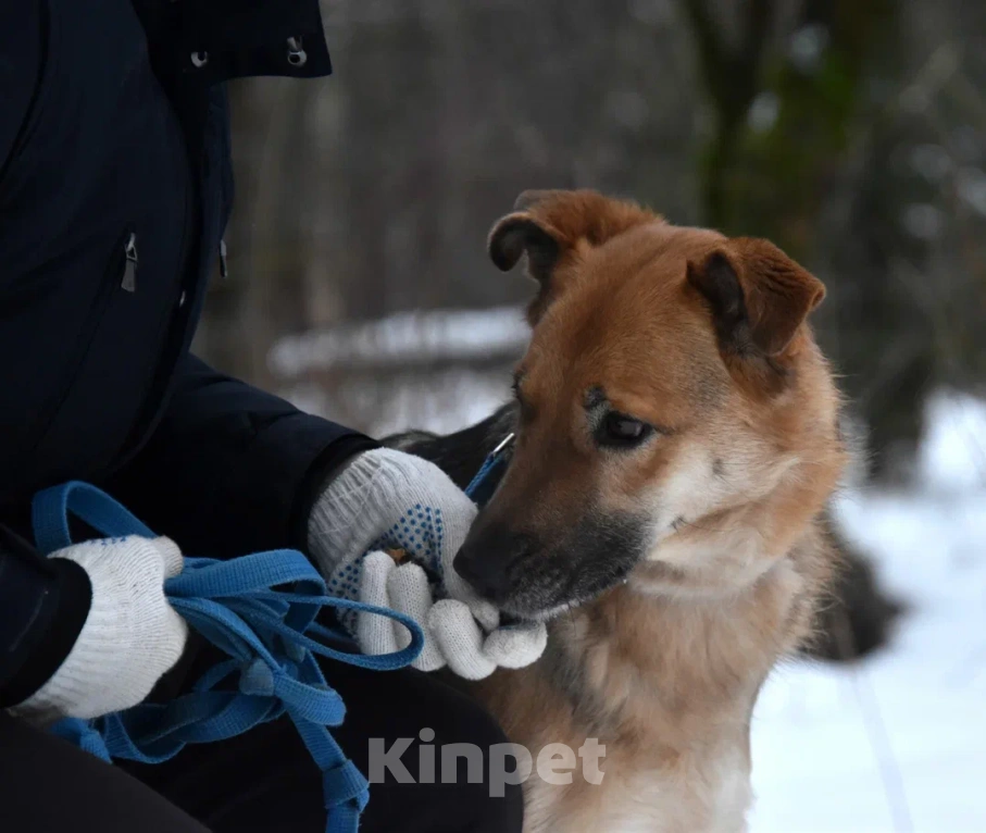 Собаки в Москве: Герда в поисках дома Девочка, Бесплатно - фото 2