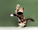 Кошки в Москве: Пушистая яркая трехцветная красавица кошка Ириска в добрые руки Девочка, Бесплатно - фото 7