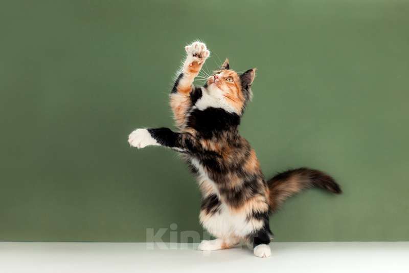 Кошки в Москве: Пушистая яркая трехцветная красавица кошка Ириска в добрые руки Девочка, Бесплатно - фото 7