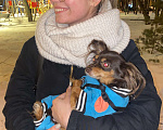 Собаки в Москве: Тойтерьер в добрые руки Девочка, 1 руб. - фото 4