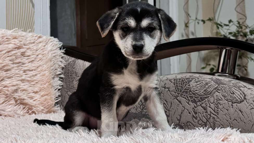 Собаки в Симферополе: Малышка ищет дом Девочка, 100 руб. - фото 1