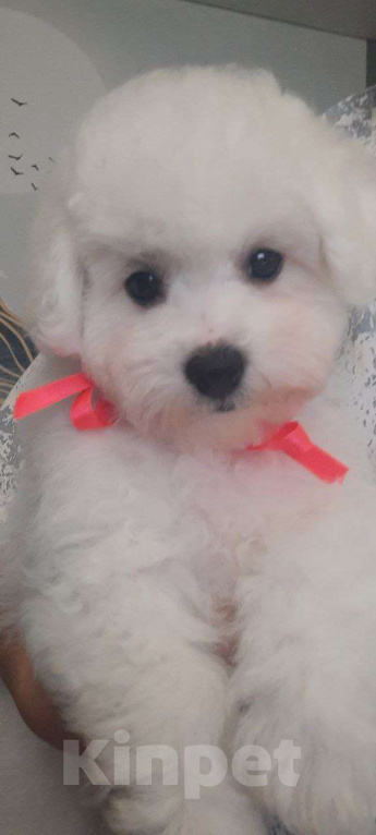 Собаки в других городах Московской области: Ваша маленькая радость: нежная девочка Бишон Фризе, 3.5 месяца, ждет объятий! Девочка, 150 000 руб. - фото 1