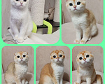 Кошки в Калуге: Котята фолд и страйт Мальчик, Бесплатно - фото 7