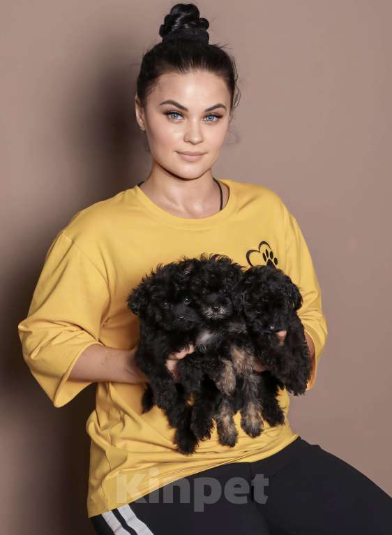 Собаки в Москве: Мальтипу Девочка, 120 000 руб. - фото 1