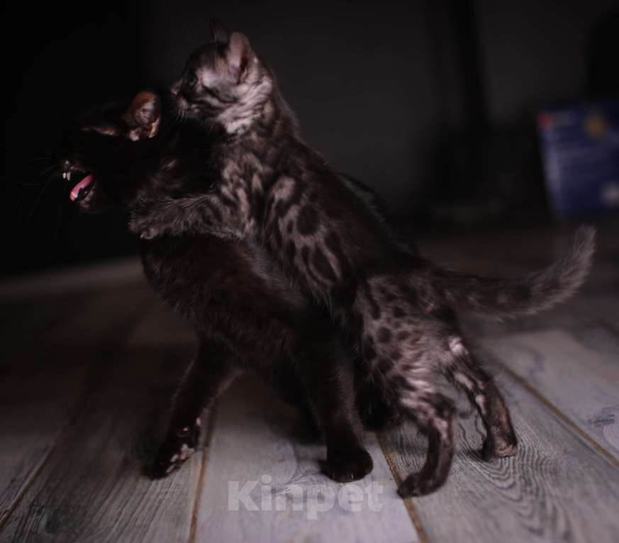 Кошки в Москве: Черный бенгал пантерка Девочка, 60 000 руб. - фото 9