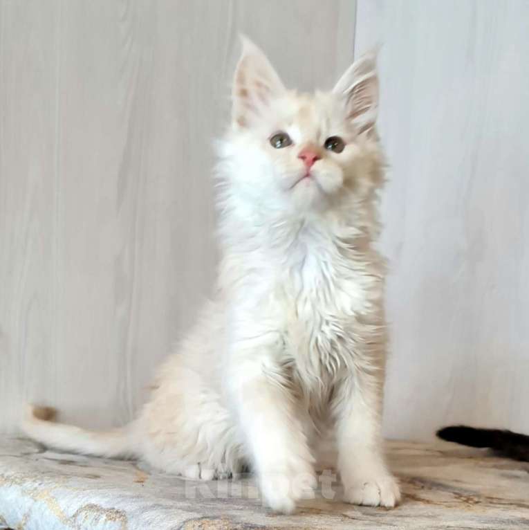 Кошки в других городах Ярославской области: Котята Мейн кун Мальчик, Бесплатно - фото 3