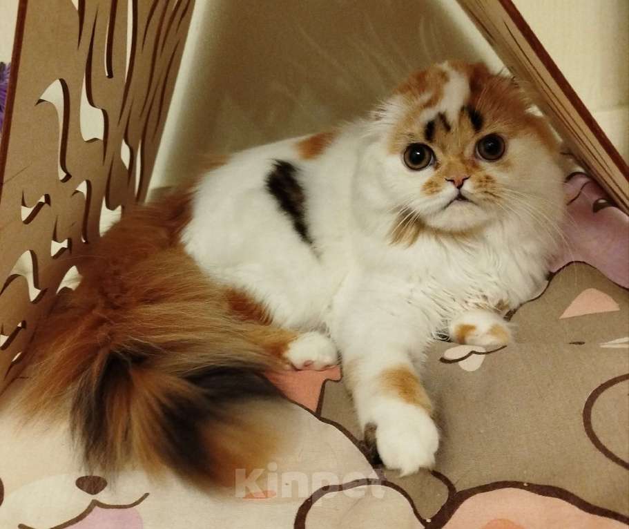 Кошки в Валдае: Шотландские котята- победители выставки Девочка, 30 000 руб. - фото 1