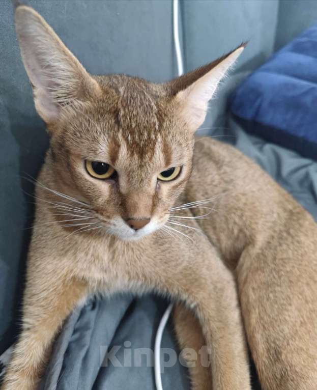 Кошки в Тюмени: Кошка Чаузи Девочка, 75 000 руб. - фото 2