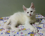 Кошки в Москве: Мейн-кун котёнок мальчик почти 2 мес. Мальчик, 50 000 руб. - фото 3