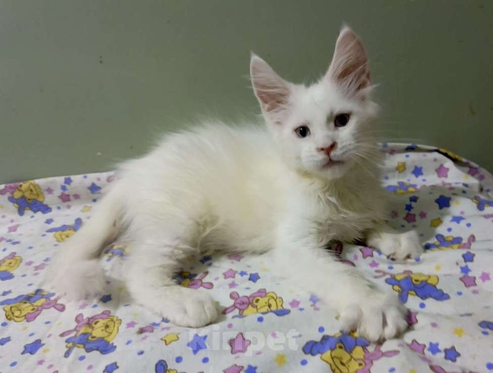 Кошки в Москве: Мейн-кун котёнок мальчик почти 2 мес. Мальчик, 50 000 руб. - фото 3