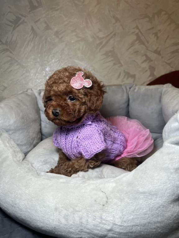 Собаки в Москве: Той пудель девочка Девочка, 180 000 руб. - фото 1