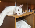 Кошки в Уссурийске: Отдам кота бесплатно Мальчик, Бесплатно - фото 1
