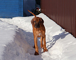 Собаки в Москве: Мальчик родезийского риджбека Мальчик, Бесплатно - фото 5