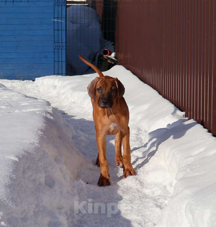 Собаки в Москве: Мальчик родезийского риджбека Мальчик, Бесплатно - фото 5