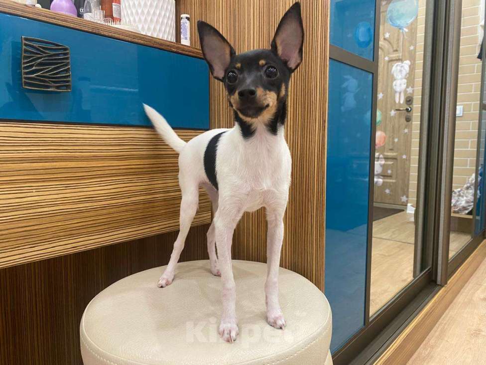 Собаки в Москве: Щенок девочка  Девочка, Бесплатно - фото 2