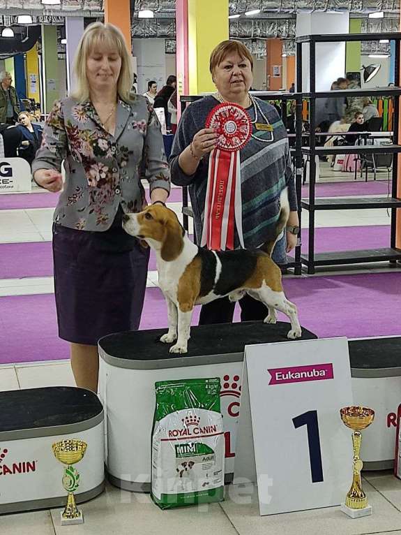 Собаки в Балашихе: Лана Девочка, 30 000 руб. - фото 2