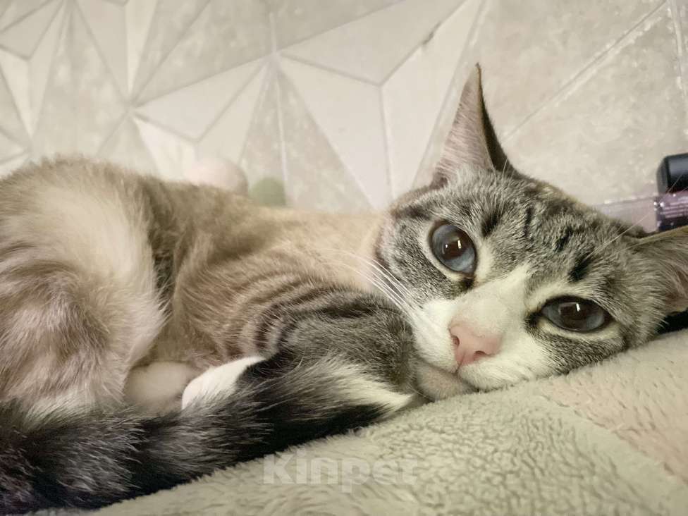 Кошки в Томске: Потерялась кошка  Девочка, Бесплатно - фото 2