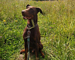 Собаки в Курске: Доберман Рамзес в дар, Бесплатно - фото 1