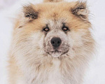 Собаки в Москве: Длинношерстный акита ину Гинтоки в дар Мальчик, Бесплатно - фото 4
