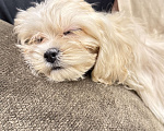 Собаки в Москве: Мальтипу лучший малыш Мальчик, Бесплатно - фото 8