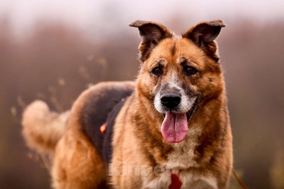 Собаки в Москве: Собака из приюта в добрые руки Девочка, Бесплатно - фото 7