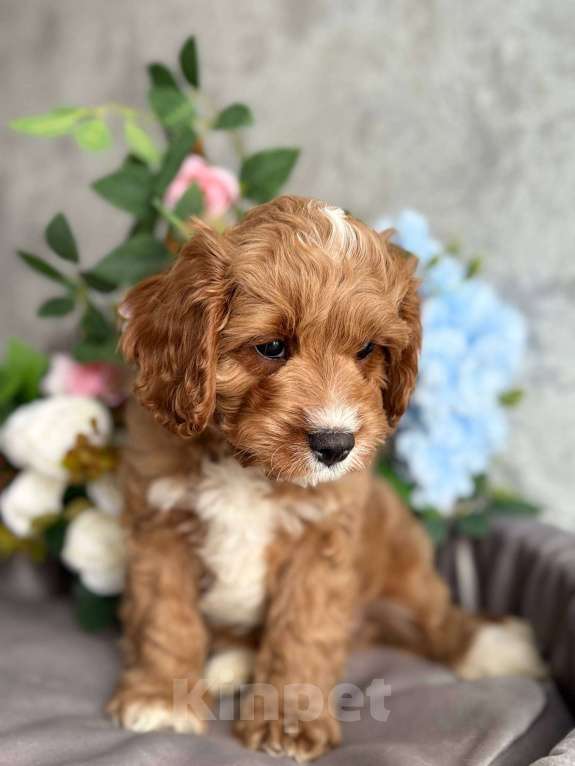 Собаки в Москве: Кавапу щенок Мальчик, Бесплатно - фото 6