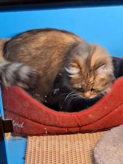 Кошки в Санкт-Петербурге: Кошечка Девочка, Бесплатно - фото 9