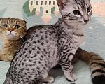 Кошки в Санкт-Петербурге: Котята редкой породы Египетская мау  Девочка, Бесплатно - фото 6