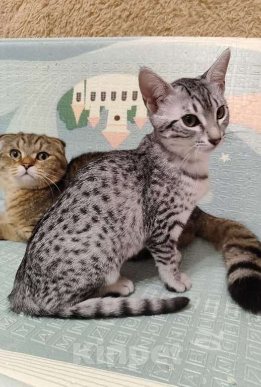 Кошки в Санкт-Петербурге: Котята редкой породы Египетская мау  Девочка, Бесплатно - фото 6