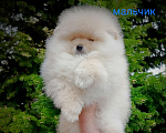 Собаки в Кемерово: Шпиц щенки Разнополые, Бесплатно - фото 5