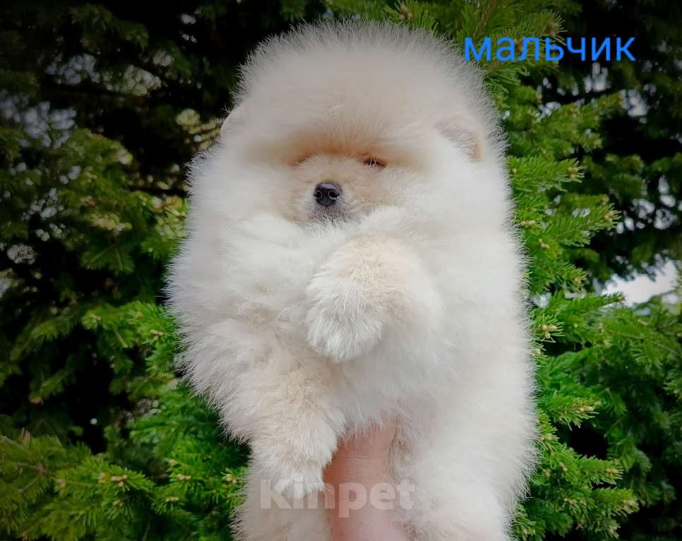Собаки в Кемерово: Шпиц щенки Разнополые, Бесплатно - фото 5