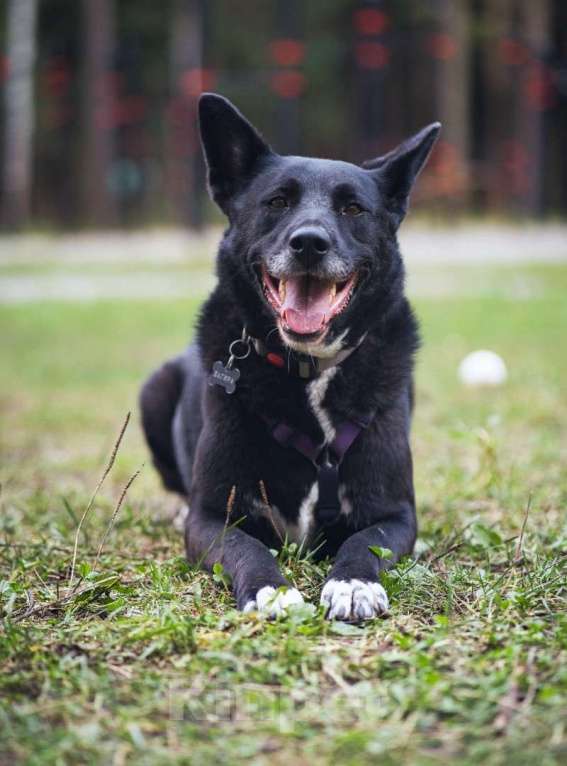Собаки в Москве: Ищем дом для спасенной доброй собаки Багиры Девочка, 1 руб. - фото 5