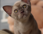 Кошки в Москве: Бурманский котенок Мальчик, Бесплатно - фото 3
