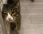 Кошки в Хабаровске: В добрые руки Мальчик, 1 руб. - фото 1