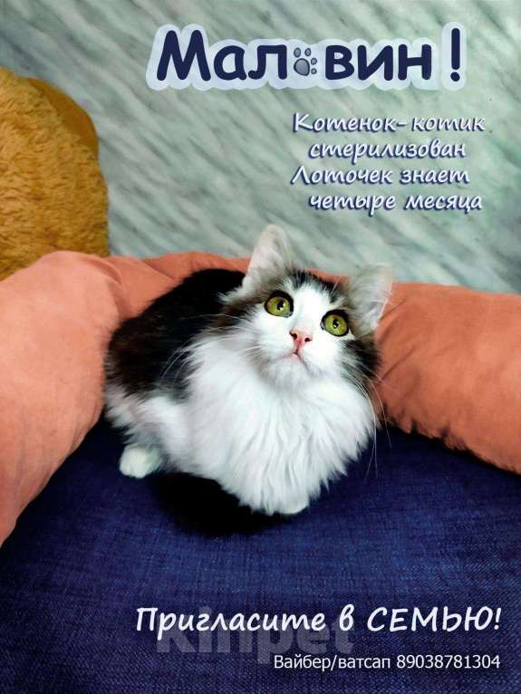 Кошки в Карачеве: Малвин, 200 руб. - фото 1