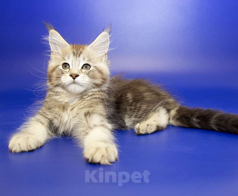 Кошки в Москве: Котенок Мейн Кун Мальчик, 40 000 руб. - фото 1