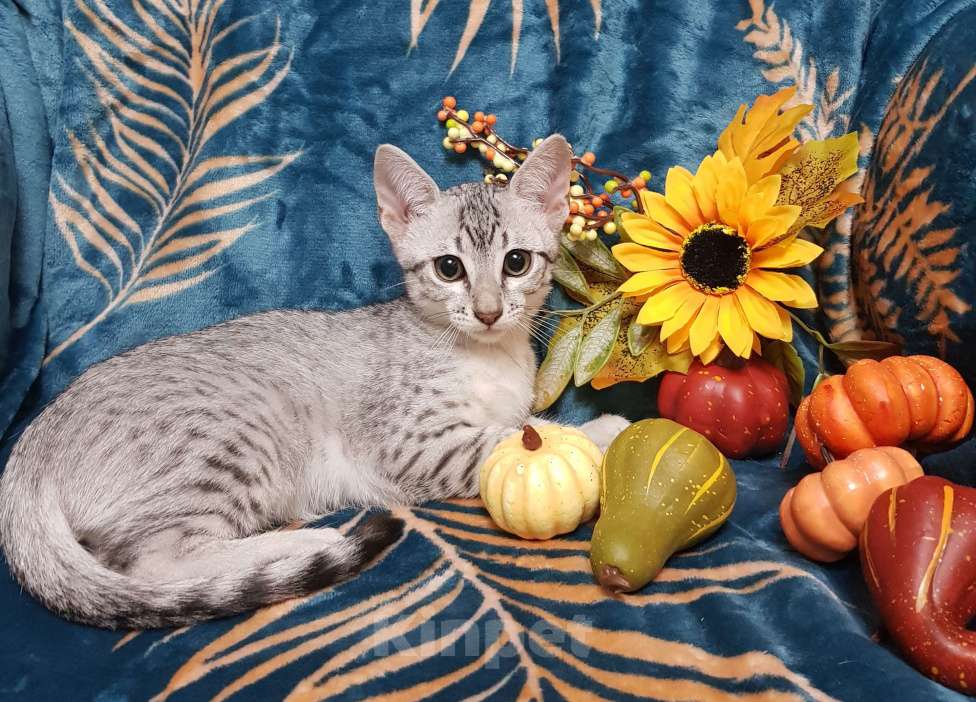 Кошки в Санкт-Петербурге: Котик редкой породы Египетская мау  Мальчик, Бесплатно - фото 3