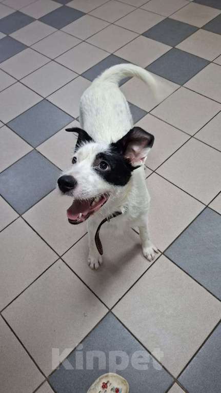 Собаки в Липецке: Малыш Рикки Мальчик, Бесплатно - фото 4