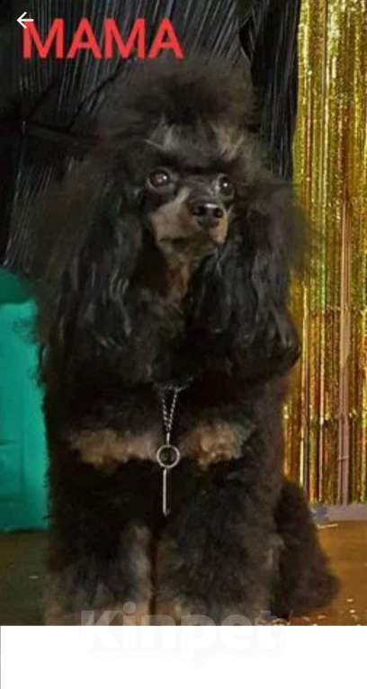 Собаки в Москве: Девчата пуделята фантомы Девочка, 130 000 руб. - фото 8