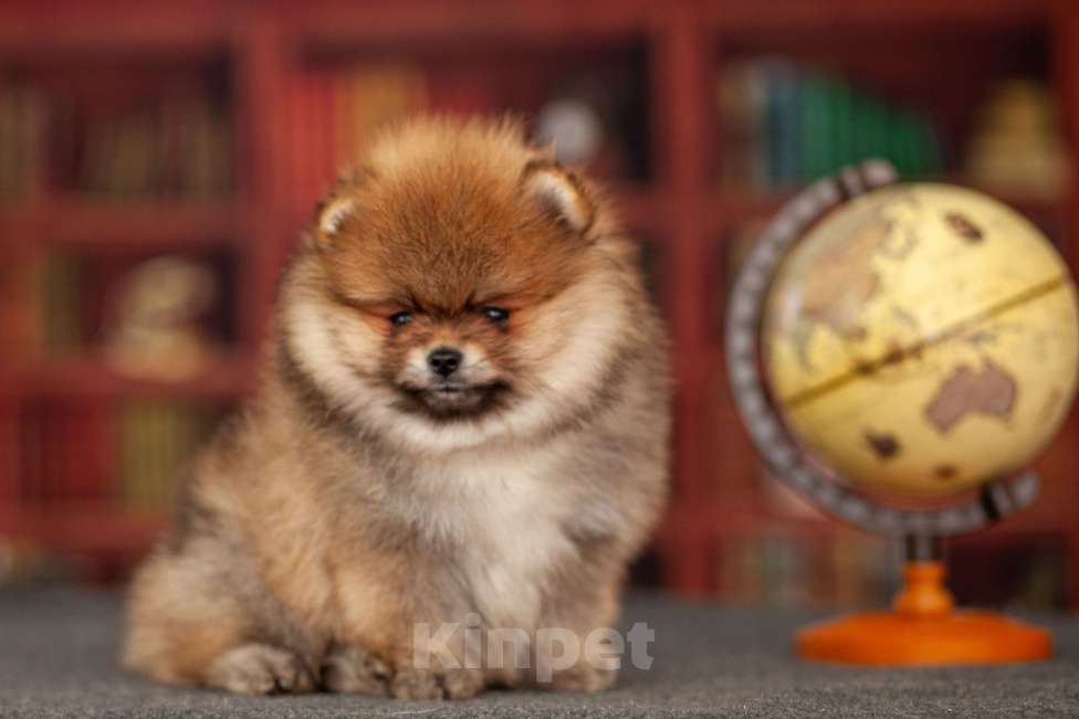 Собаки в Москве: Щенки померанского шпица Мальчик, 50 000 руб. - фото 4