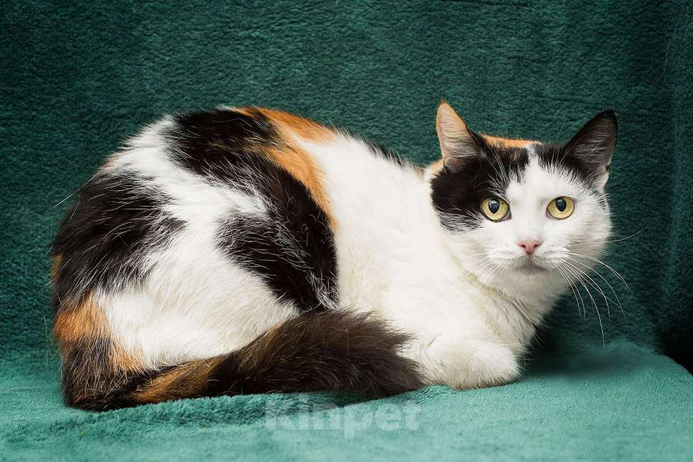 Кошки в Москве: Элис очень хочет домой Девочка, Бесплатно - фото 5