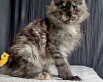 Кошки в Ярославле: Котенок 3 месяца, девочка Девочка, 40 000 руб. - фото 5